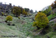 گزارش تصویری از فصل پاییز در جنگل ابر شاهرود